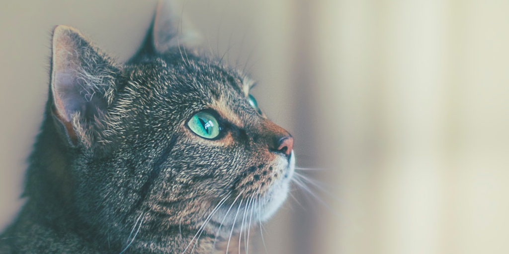 Ácaros del oído en gatos – Clínica Veterinaria Ferofu